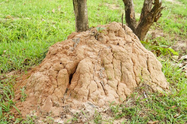 Las termitas utilizan el suelo para anidar en el barro de los árboles