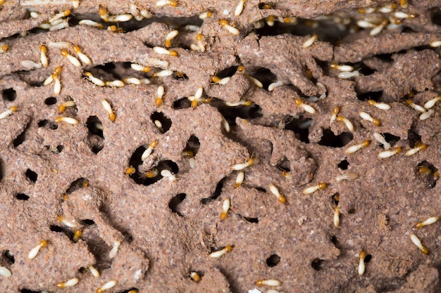 Termite im Baum