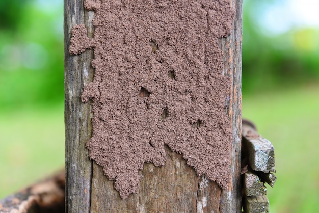 Termiten auf dem Stumpf, Termitennest auf einem Holzpfosten beschädigt durch Insektentier