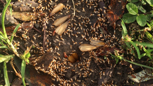 Termiten, die nach dem Regen an die Oberfläche kommen. Termiten sind kleine Insekten (Laron)