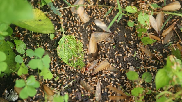 Termiten, die nach dem Regen an die Oberfläche kommen. Termiten sind kleine Insekten (Laron)