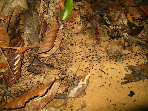 Termiten im Taman Negara Nationalpark Malaysia