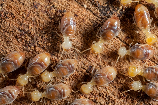 Termiten Insekten in Kolonie über Holz