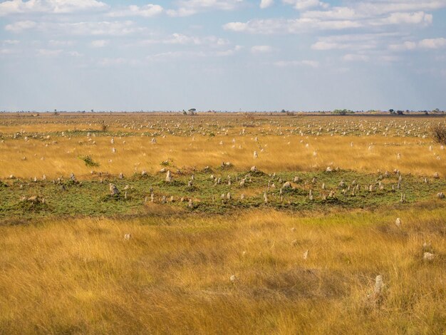 Termitenhügel im trockenen Gras auf dem Feld gegen den Himmel Sambia Afrika