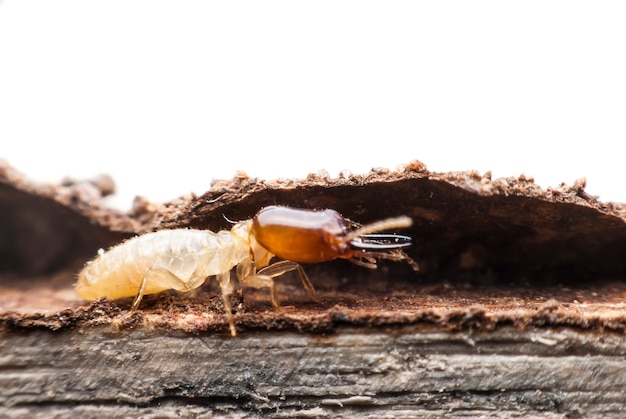 Termitenmakro zur Zersetzung von Holz