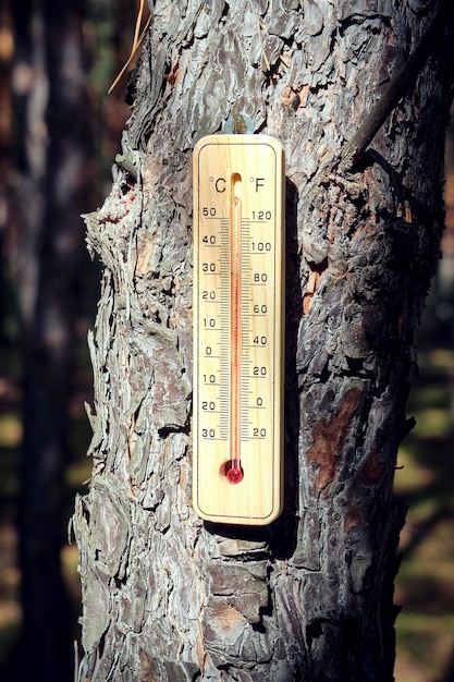 Termómetro al aire libre de madera colgado en el bosque en el tronco de un árbol Clima cálido y calentamiento global