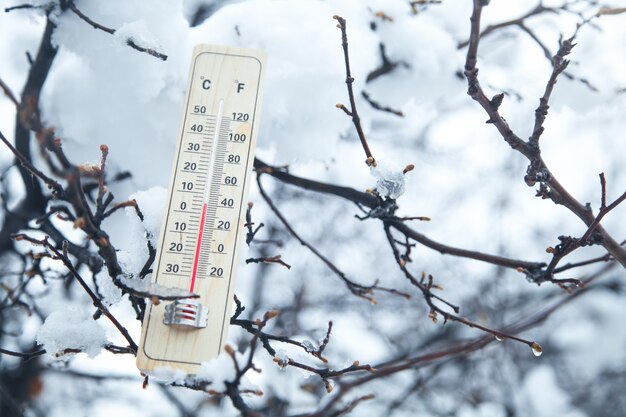 Foto termómetro en árbol. temperatura, invierno