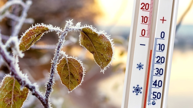 El termómetro en el fondo de la rama de un árbol con hojas cubiertas de escarcha muestra una temperatura de menos 10 grados.