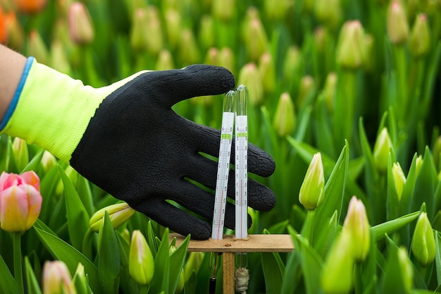 Termómetro en mano en el invernadero cerca de un lote de hermosos tulipanes multicolores que crecen en un campo en el jardín en el concepto de un montón de flores de tulipanes de primavera