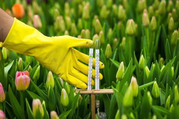 Termômetro na mão na estufa close uplot de lindas tulipas multicoloridas crescendo em um campo no jardim na estufaspringtime lotes de tulipsflowers concept