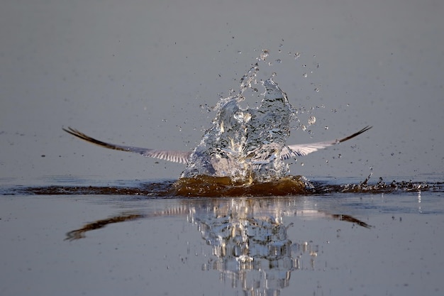 El tern del Caspio salpicando agua en el lago