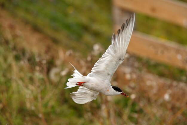 Foto el tern común sterna hirundo volando