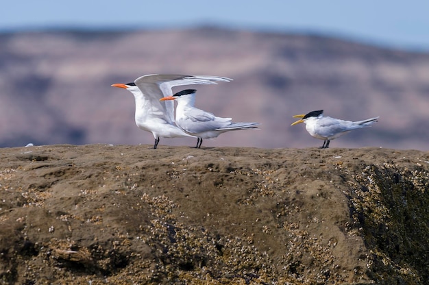 Tern na Patagônia, Península Valdés, Província de Chubut