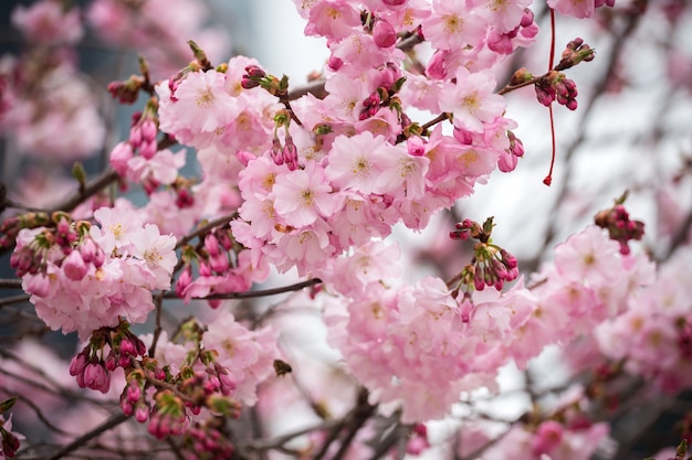 Ternas flores de cerejeira rosa, sakura. Japão