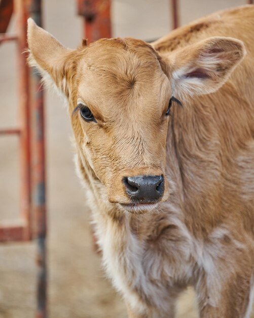 Ternero adorable en el concepto de descanso del prado de la vida rural de la granja