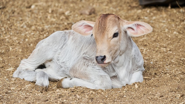 Ternero adorable en el concepto de descanso del prado de la vida rural de la granja