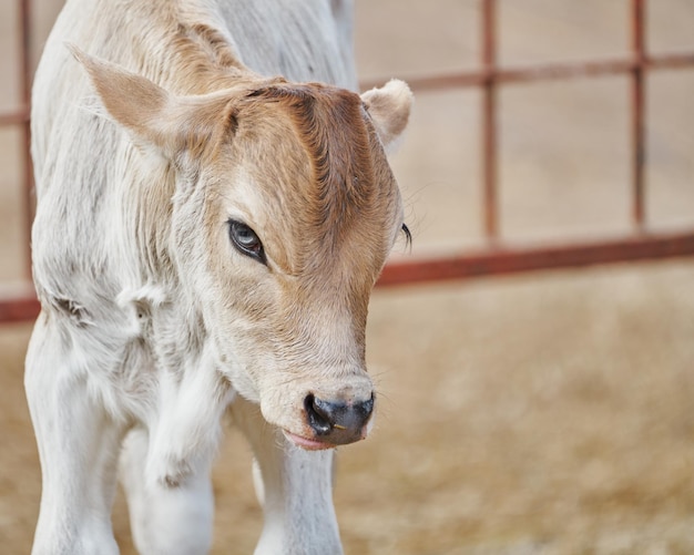 Ternero adorable en el concepto de descanso del prado de la vida rural de la granja