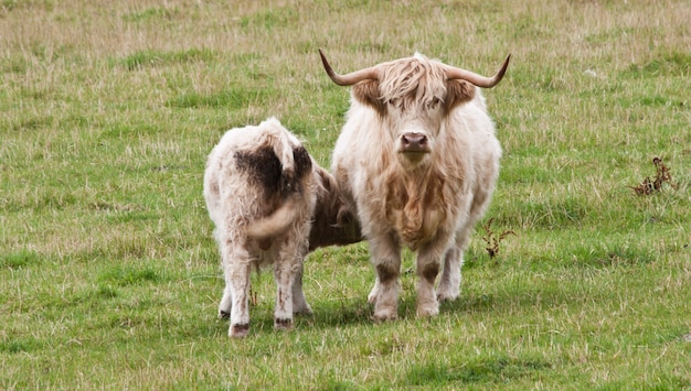 Ternero Angus withi su madre, Escocia, Sutherland