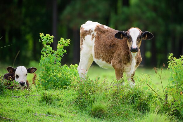 Ternero Holstein con hato lechero Vaca joven