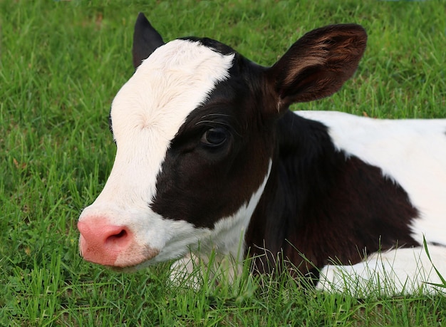 Foto un ternero holstein recién nacido tendido en la hierba