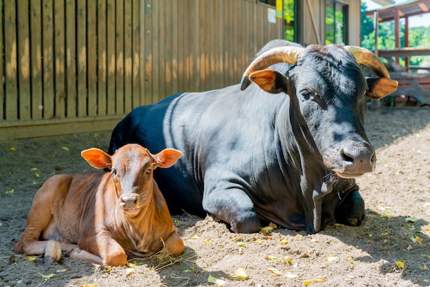 Foto ternero marrón y toro negro en una granja de vacas en un día de verano. mascotas adorables.