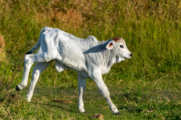 Foto ternero nelore en el pasto