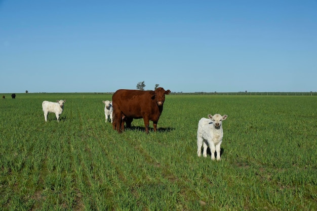 Ternero Shorthorn blanco en el campo argentino provincia de La Pampa Patagonia Argentina