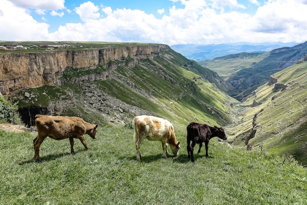 Terneros en el fondo del valle de Khunzakh Cascadas de Khunzakh Daguestán 2021