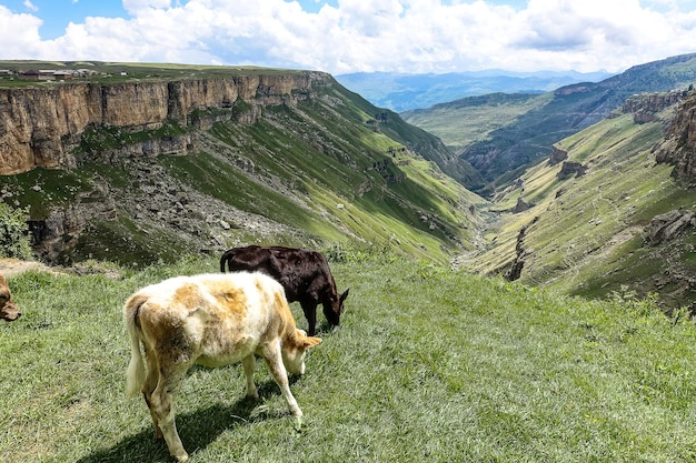 Terneros en el fondo del valle de Khunzakh Cascadas de Khunzakh Daguestán 2021