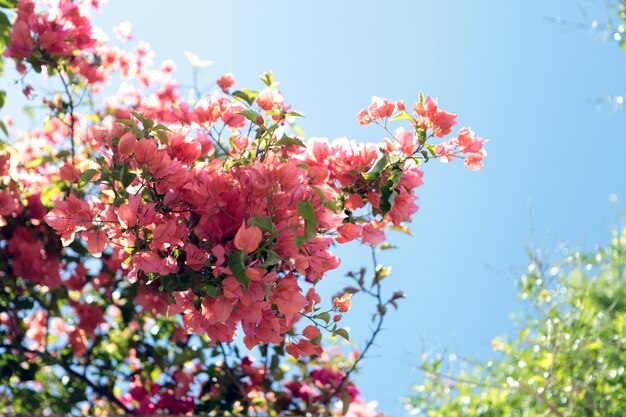 Foto la ternura de la flor de la primavera las flores brillantes del cerezo y la ciruela en el fondo del contraste del cielo azul