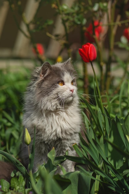 Ternura primaveril da natureza Gato jovem num lindo dia de primavera