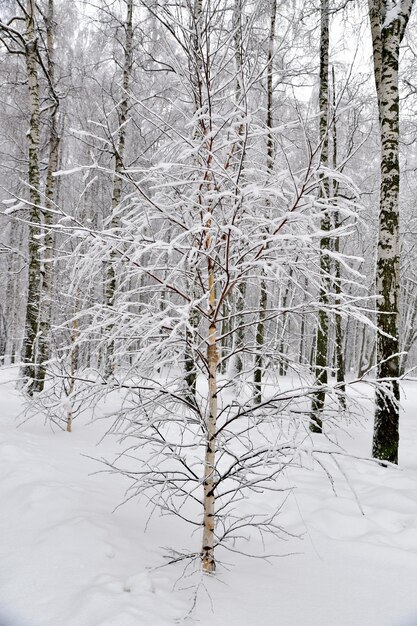 Terra coberta de neve e árvores na floresta