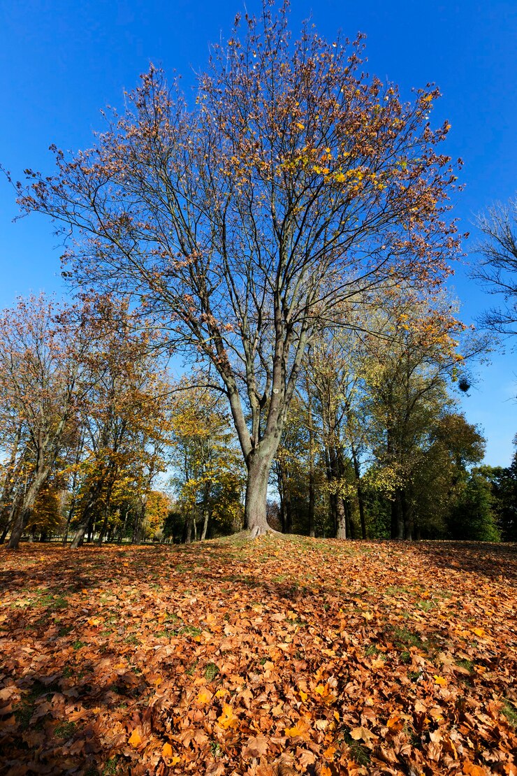 Terra de bordo com folhas, bordo alto com folhagem amarelada e outras árvores decíduas no parque de outono durante o outono, paisagem