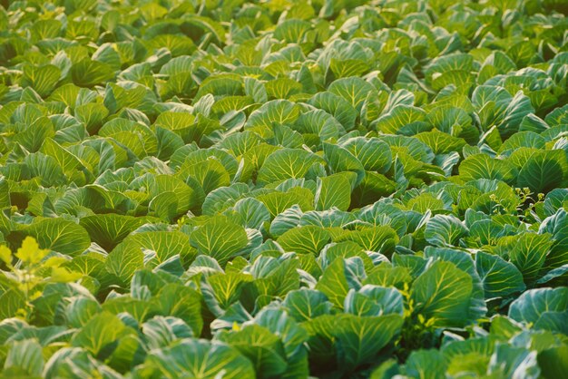 Terra de plantação de repolho na primavera