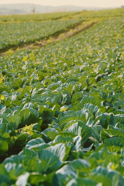 terra de plantação de repolho na primavera