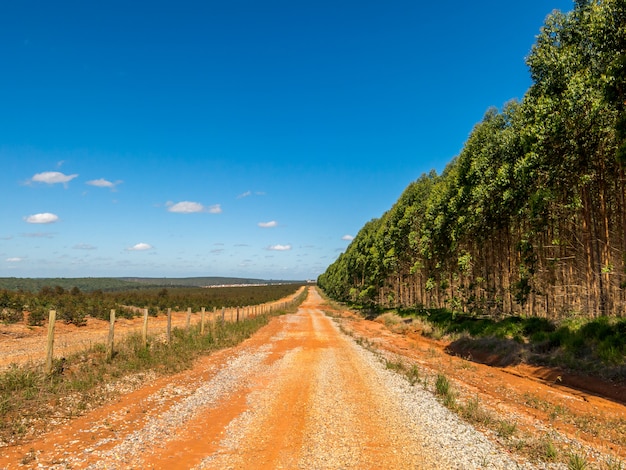 Foto terra devastada na plantação de eucalipto no brasil