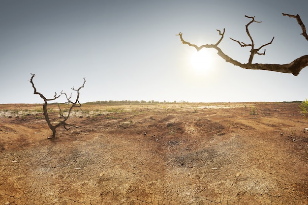 Foto terra rachada com grama dan árvore seca