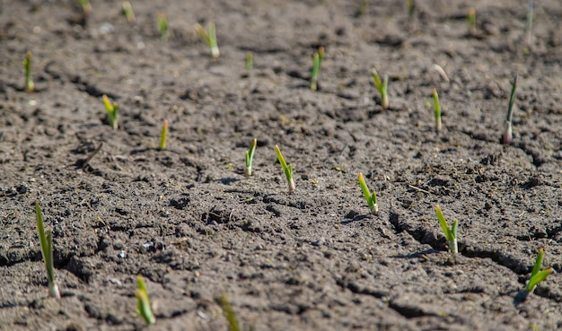 Terra rachada e queimada após a seca