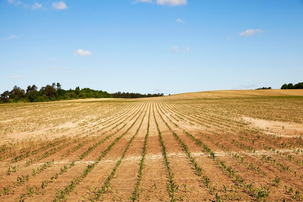 Terra rachada no campo