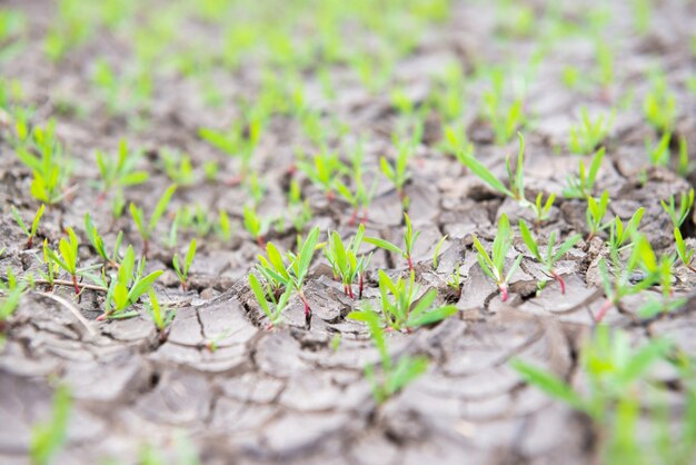 Terra rachada seca com pequenas plantas verdes