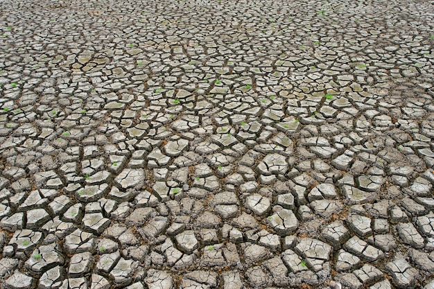 Terra seca rachada sem água.