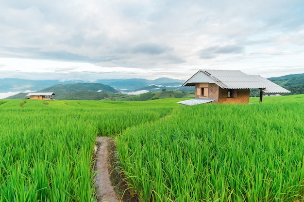 Terraço de arroz Ban Pa Bong Piang