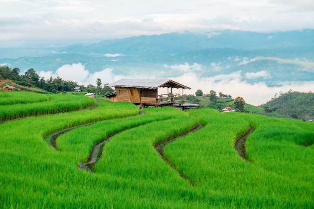 Foto terraço de arroz ban pa bong piang