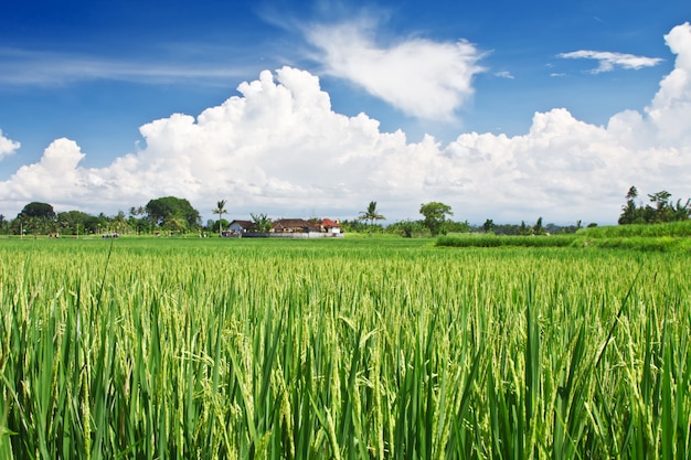 Terraço de arroz beleza