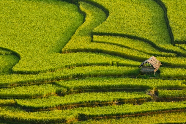 Terraço de arroz durante o pôr do sol, região nordeste do Vietnã