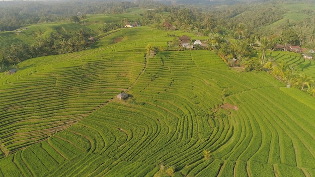 Terraço de arroz e terras agrícolas com culturas vista aérea terras agrícolas com campos de arroz agrícolas