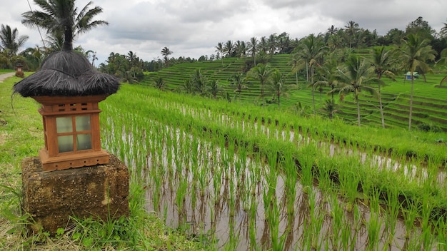 Terraço de arroz Jatiluwih com dia ensolarado em Ubud Bali