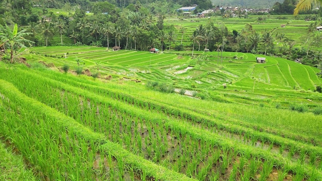 Terraço de arroz Jatiluwih com dia ensolarado em Ubud Bali