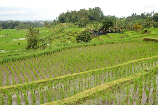 Terraço de arroz Jatiluwih em Ubud Bali