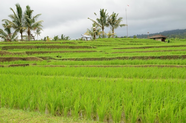 Terraço de arroz Jatiluwih em Ubud Bali